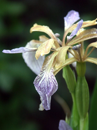 Small purplish iris