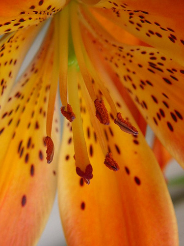 Tiger lily close-up