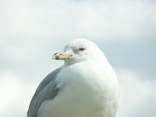 Gull in Annapolis