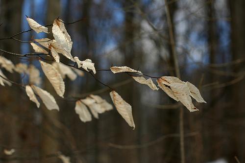 Ghost leaves