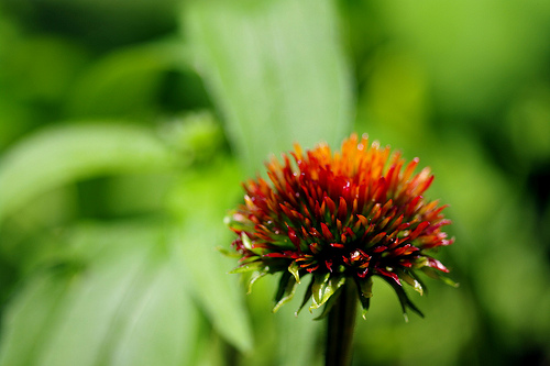 Coneflower without petals