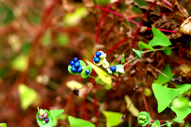 Weird blue berries