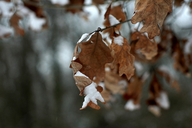 Snowy leaves