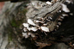 Fungus ruffles