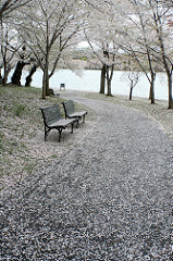 Benches and blossoms