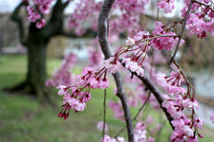 More pink blossoms