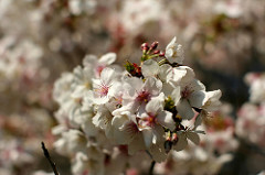 Bunch of blossoms