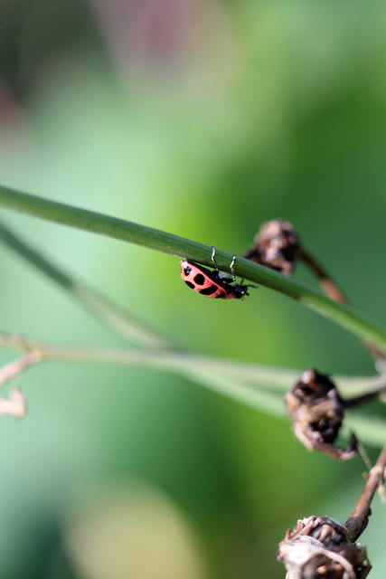 Spotted bug