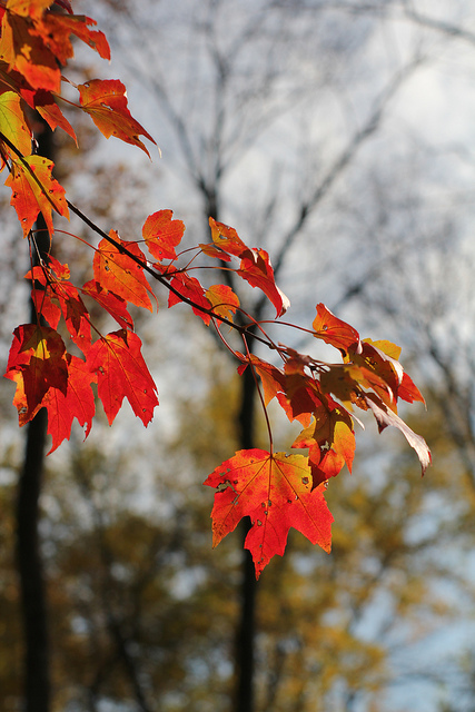 Obligatory maple leaf photo