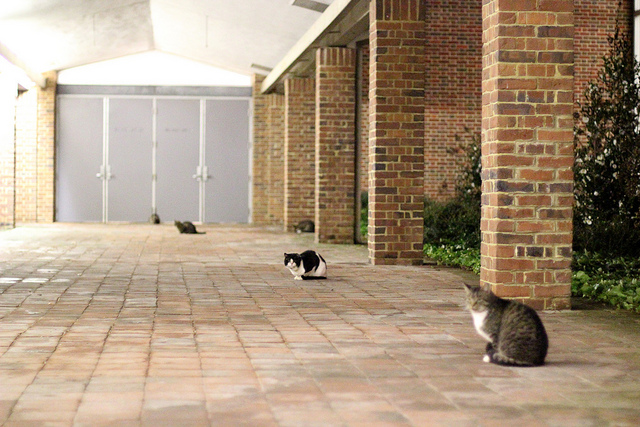 Kitties of Williamsburg