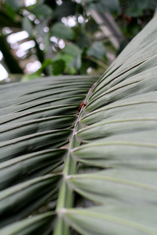 Frond