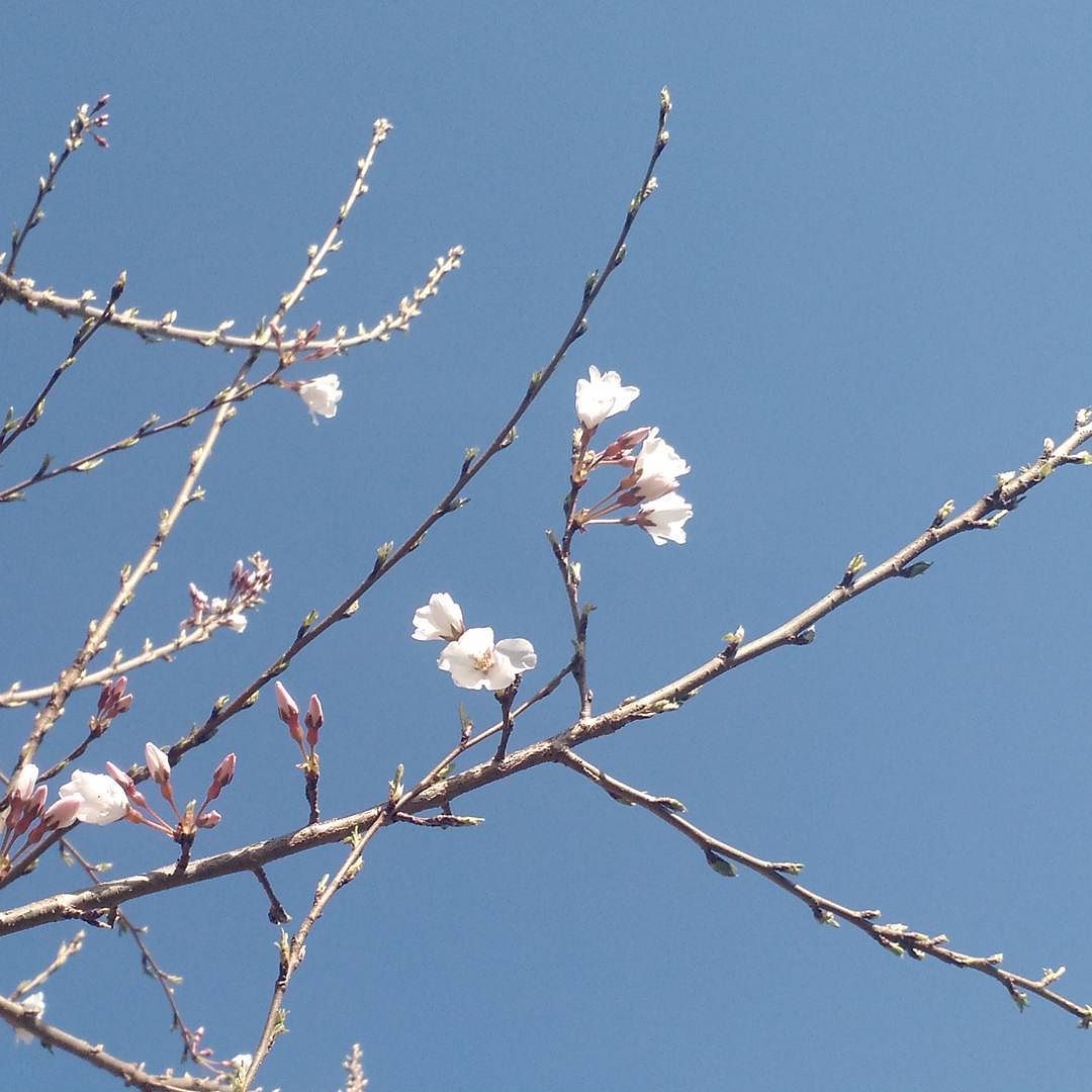 Apparently we accidentally grew a cherry tree.