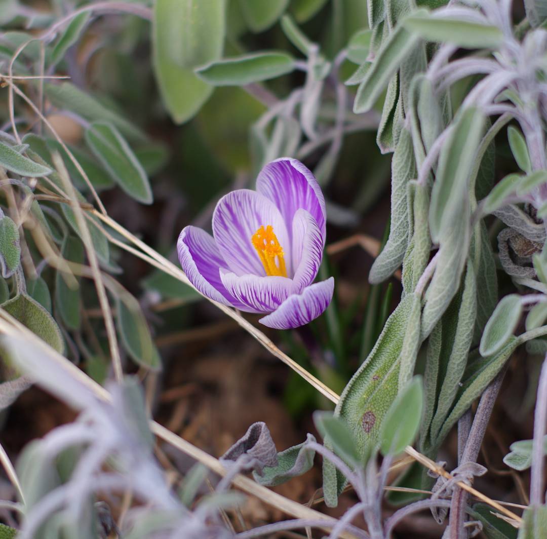 Crocus hiding in the sage.