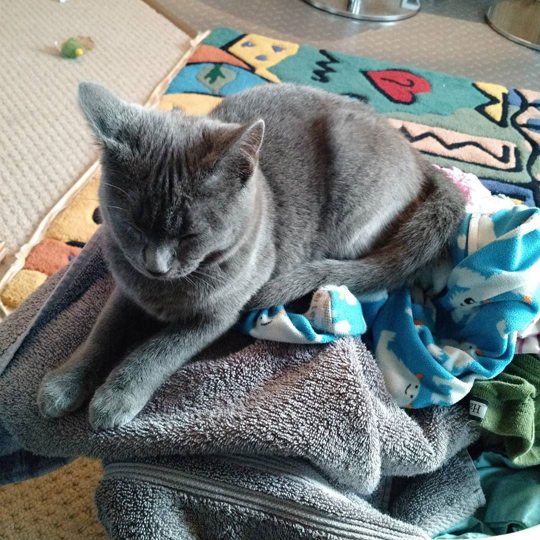 Kitten in the laundry