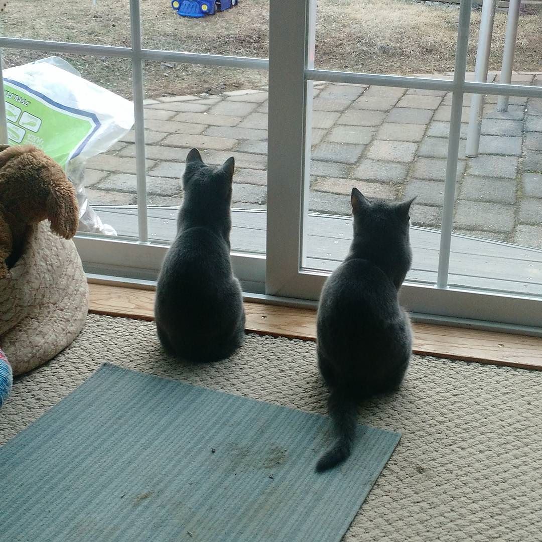 The kittens are doing a bit of bird watching this morning.
