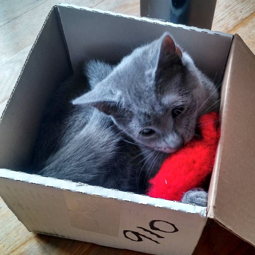 Berta in a box.