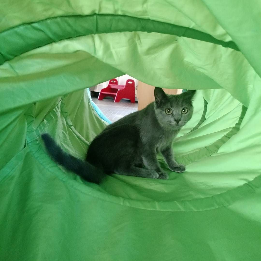 Kitten in a tube.
