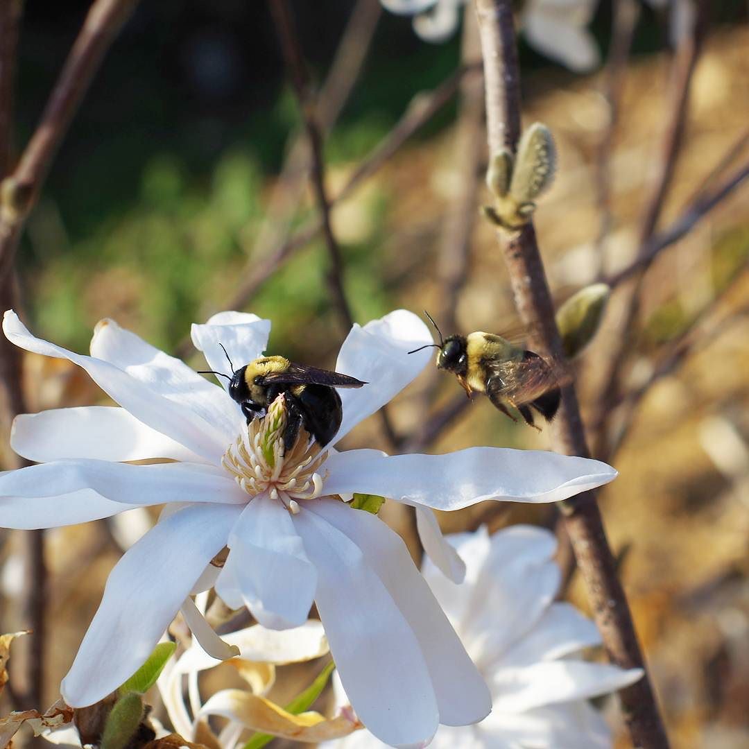Carpenter bees on the magnolia.