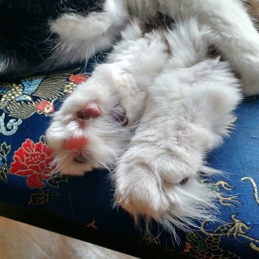 Furry feet.