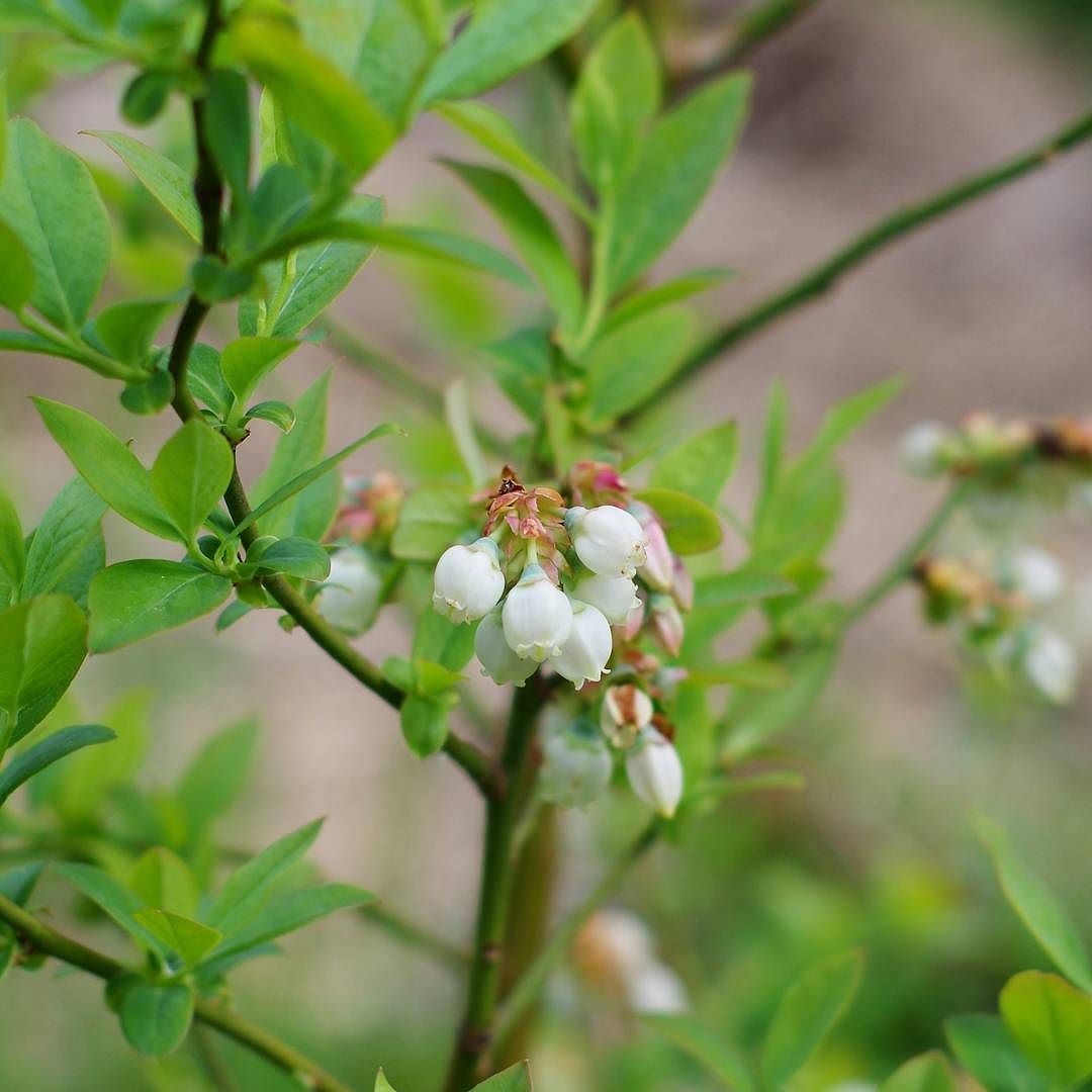 Blueberry blossoms.