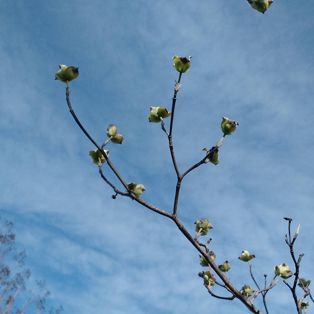 The dogwood flowers are opening up too.