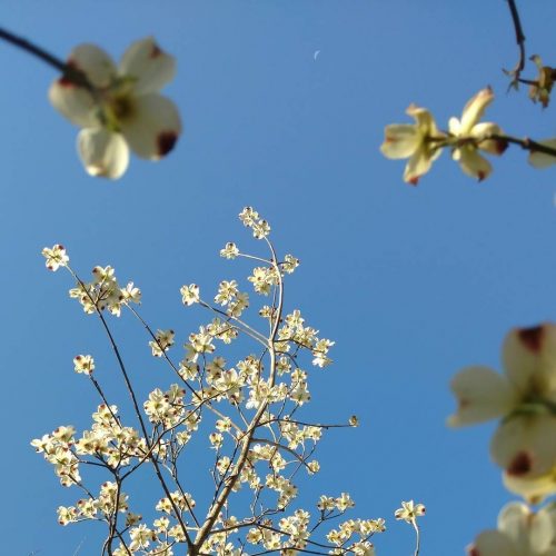 Dogwood blossoms.