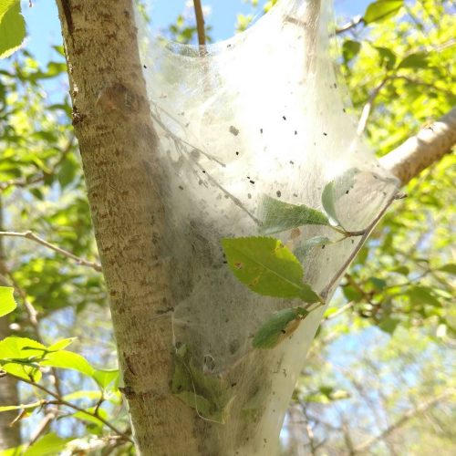 Cool caterpillar nest.