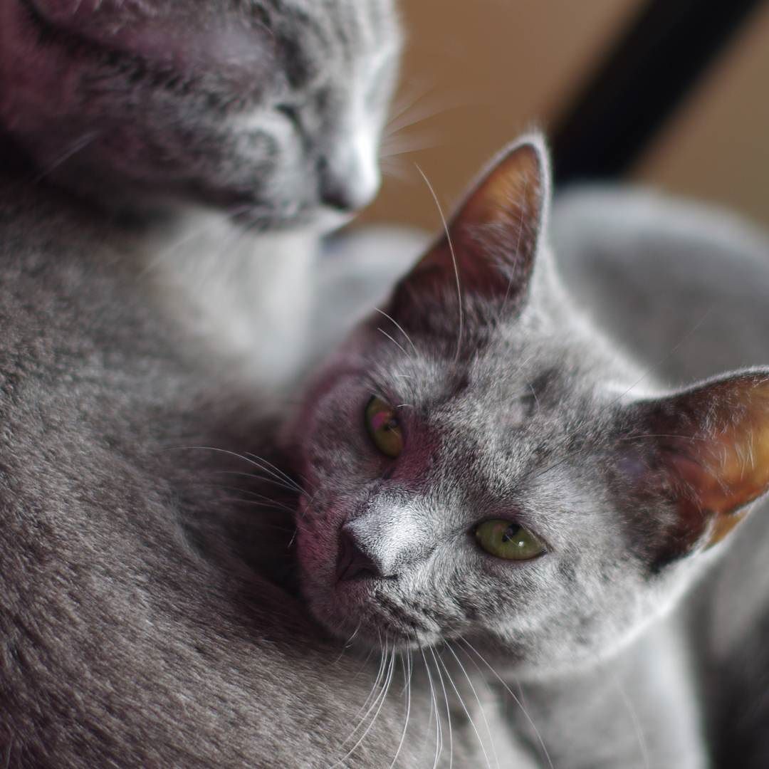 Bella, using her sister as a comfy pillow.