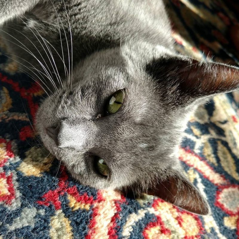 Sunbathing kitten.