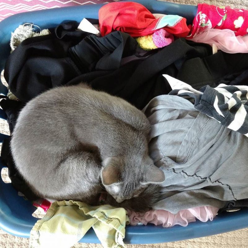 Laundry with kitten.