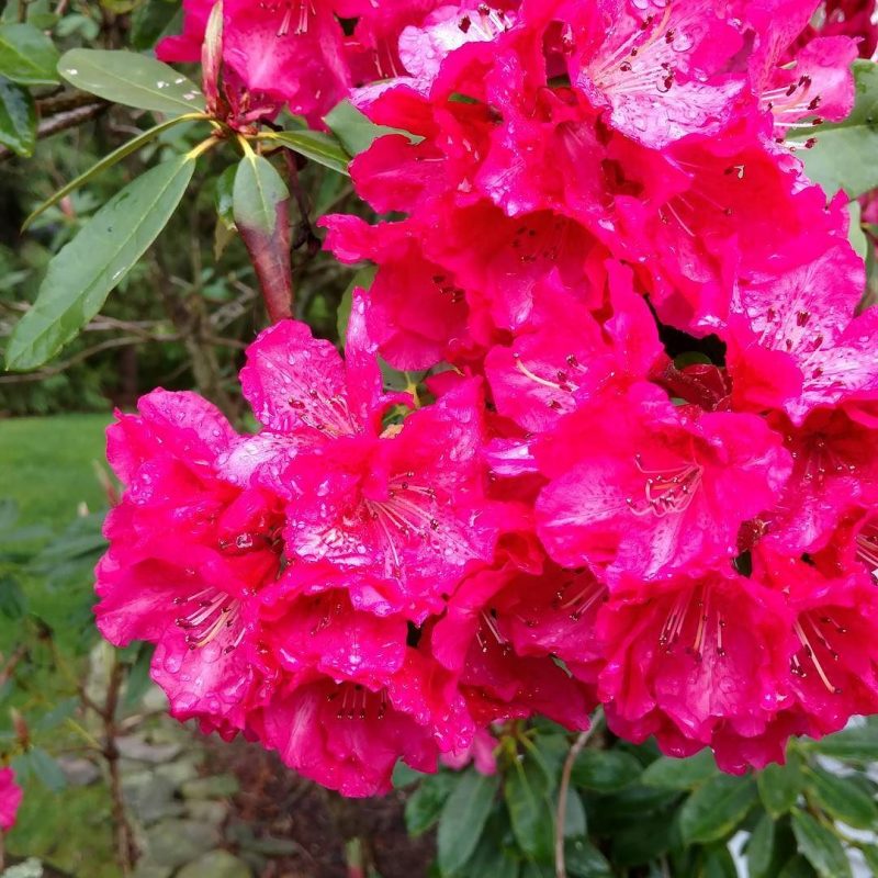 Really Pink Flowers.