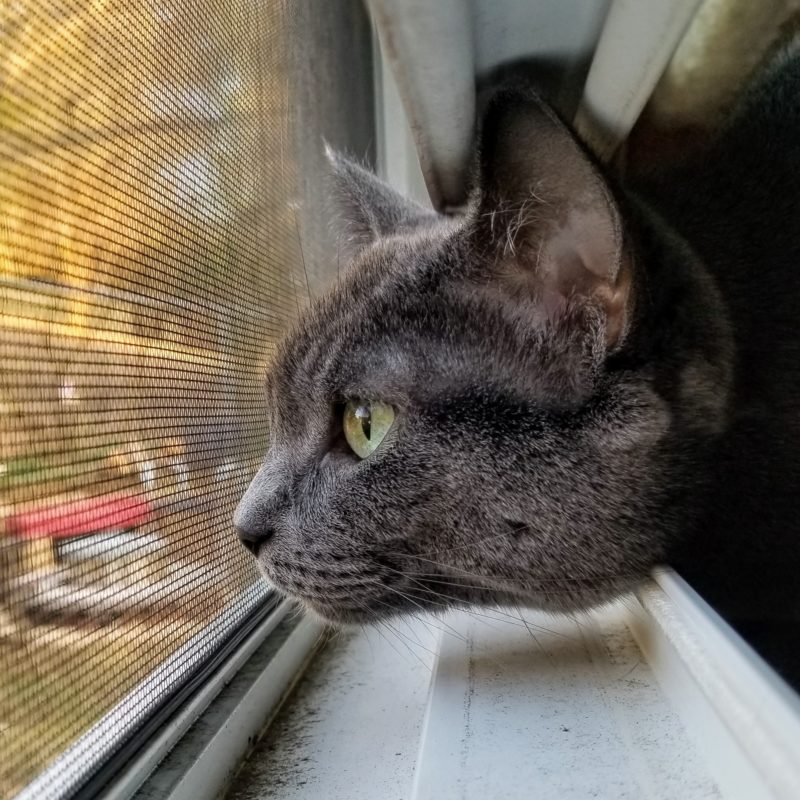 Bella in the window