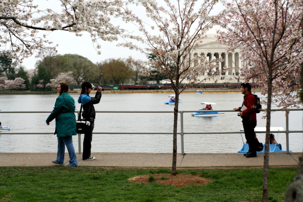 Posing at the Tidal Basin with cherry blossoms.