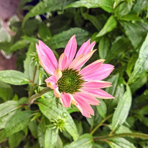 Coneflower