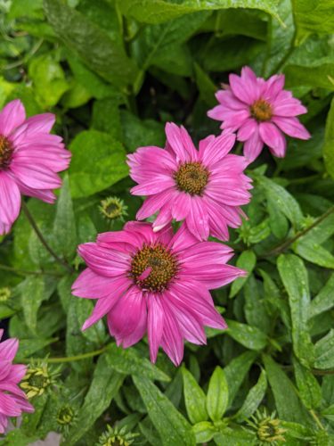 Coneflowers