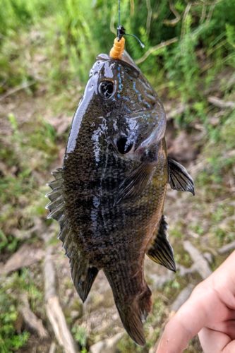 A bluegill I think