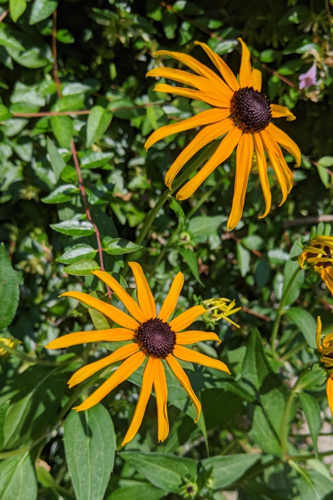 Black eyed susan