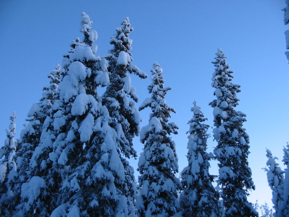 Snowy spruce trees.