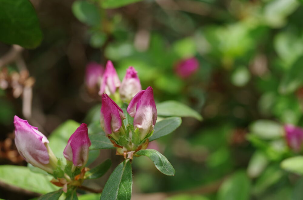 Azalea buds