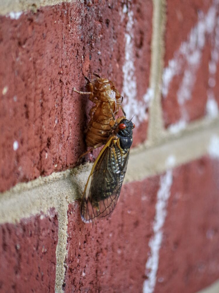 Daily cicada