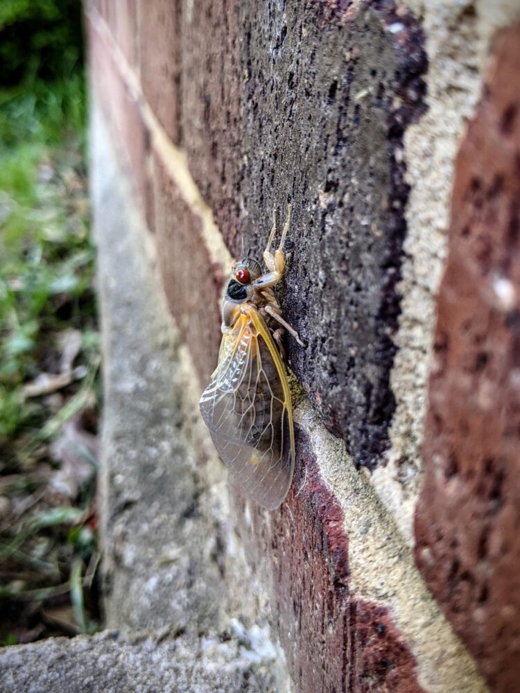Fresh cicada