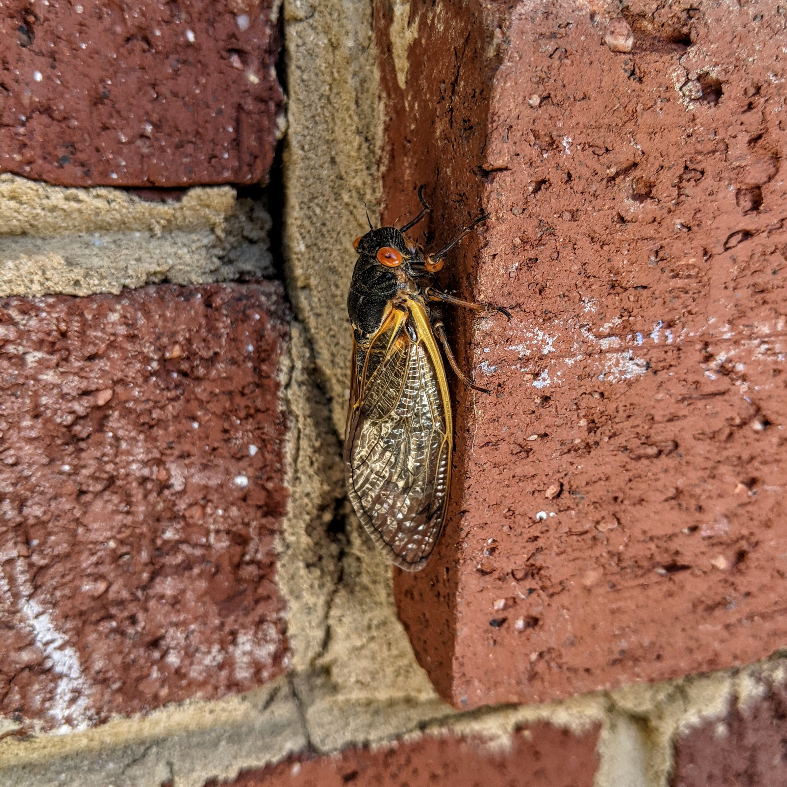 Cicada on brick.