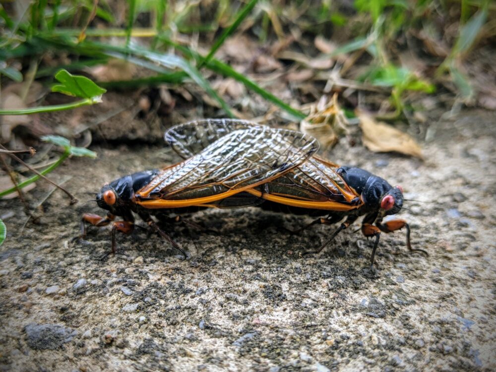 Mating cicadas