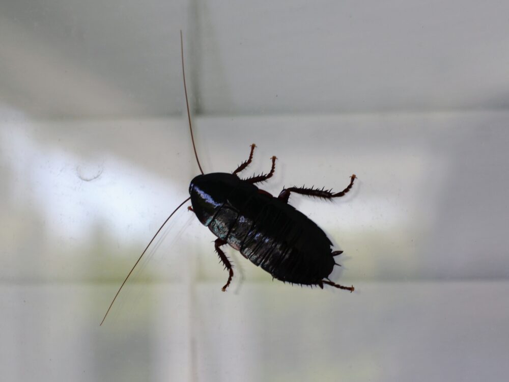 A big cockroach in South Carolina