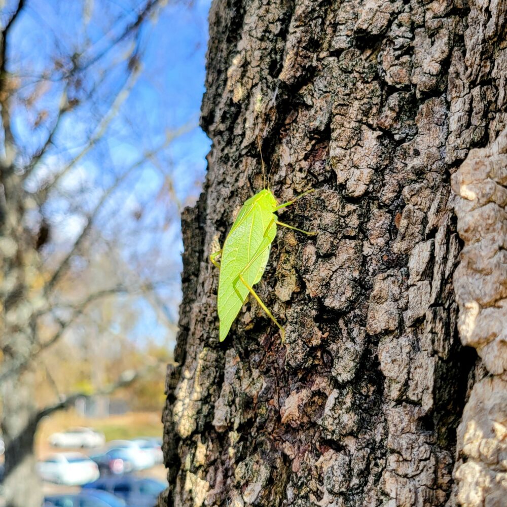 Leaf bug on a tree at Riley's Lockhouse.