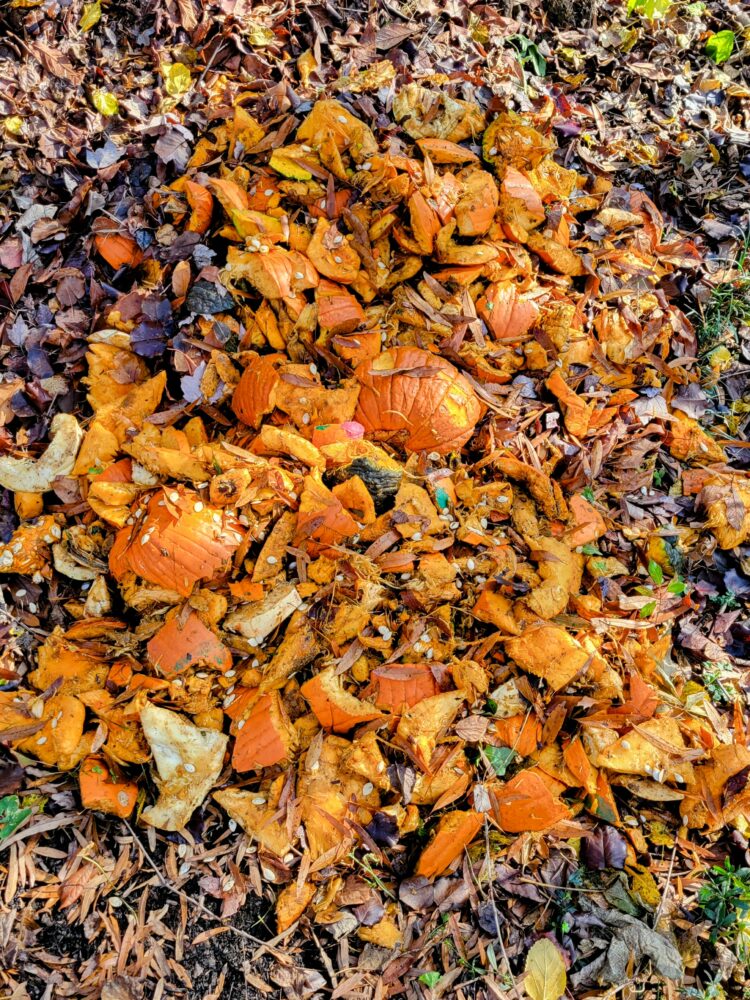 Big pile of chopped up pumpkins, with leaves mixed in.