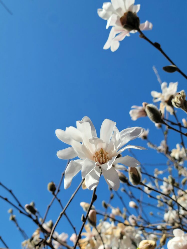 White magnolia blossoms with blue sky.