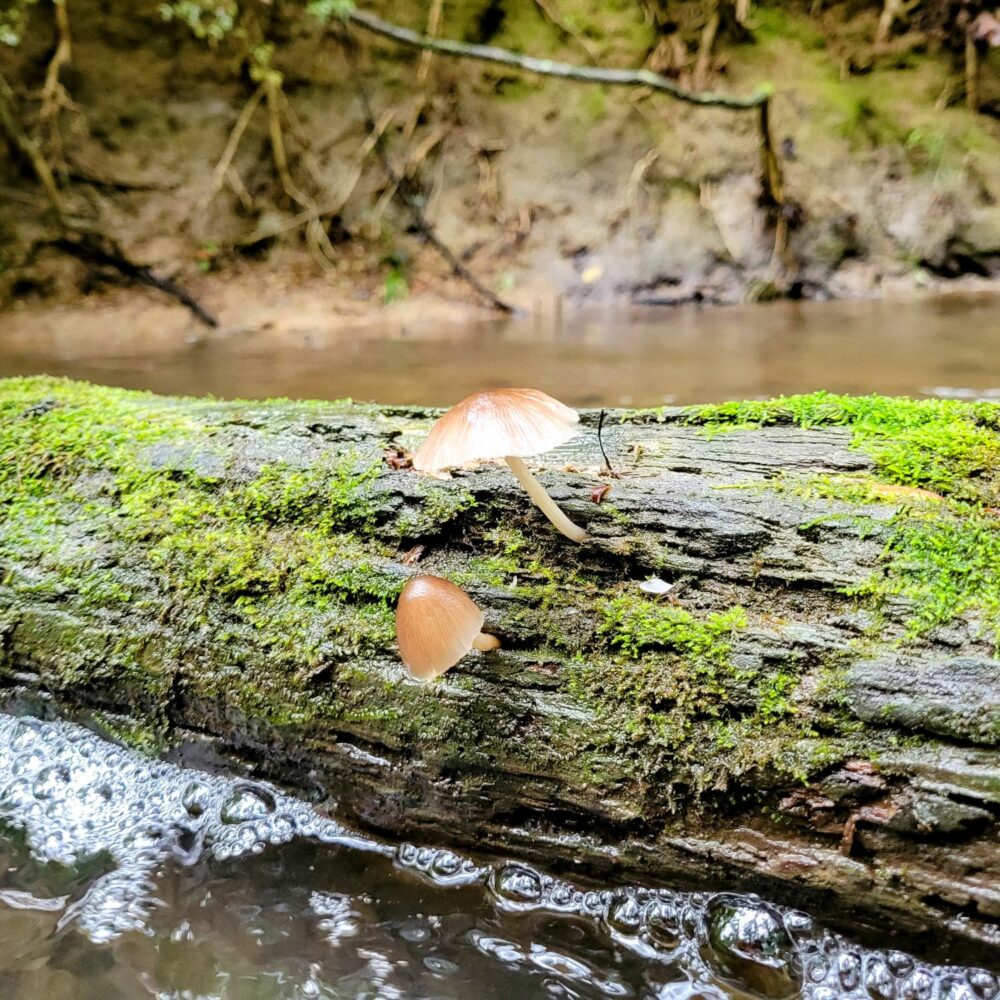 A couple of tiny mushrooms on a log in a creek.