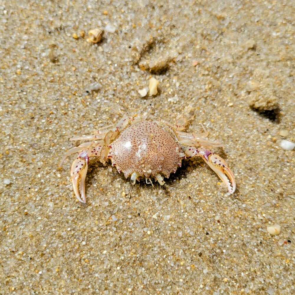 Tiny dead crab at the beach.