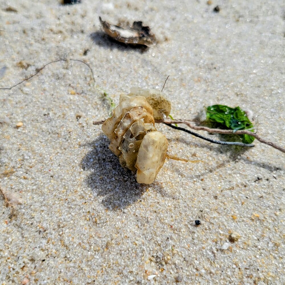 A whelk egg case at the beach.